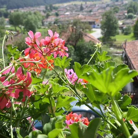 Family Panorama